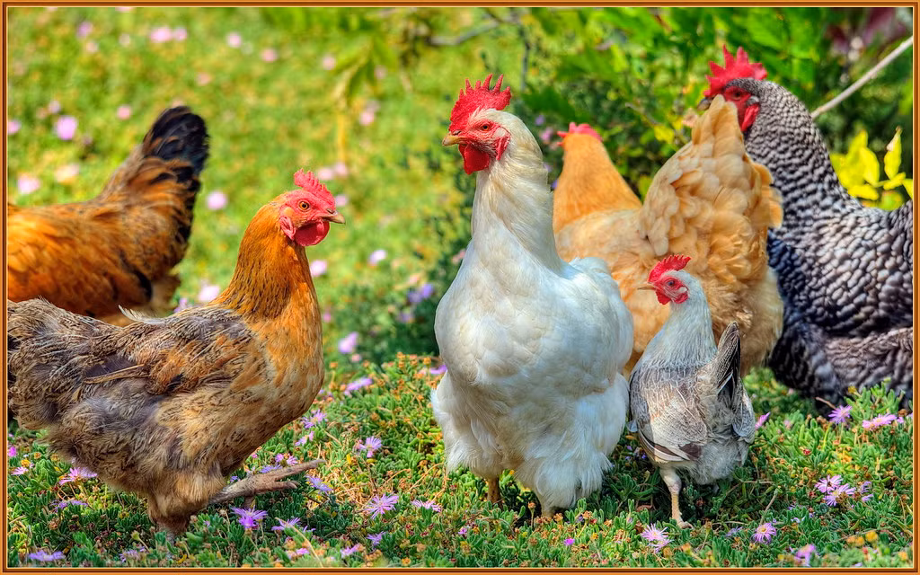  Tuổi Dậu: Dự đoán ngày mới cho 12 con giáp ghen tị vì bạn quá may mắn, được cất nhắc, gặt hái thành công vượt bậc trong công việc. Tiền đồ xán lạn nhưng chi tiêu phung phí nên e sẽ không bền, hãy nghe lời khuyên của nửa kia, gia đình.