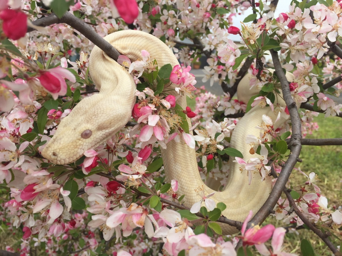  Tuổi Tỵ: Sự thật là bạn sẽ phải vật lộn rất vất vả để trải qua ngày hôm nay. Bù lại bạn sẽ vượng vận đào hoa, dễ dàng gặp được nửa kia như ý khi đi hẹn hò, xem mặt.