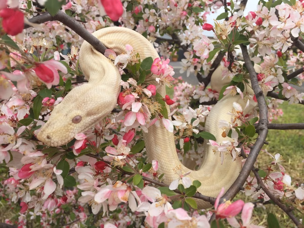  Tuổi Tỵ: Sự thật là bạn sẽ phải vật lộn rất vất vả để trải qua ngày hôm nay. Bù lại bạn sẽ vượng vận đào hoa, dễ dàng gặp được nửa kia như ý khi đi hẹn hò, xem mặt.