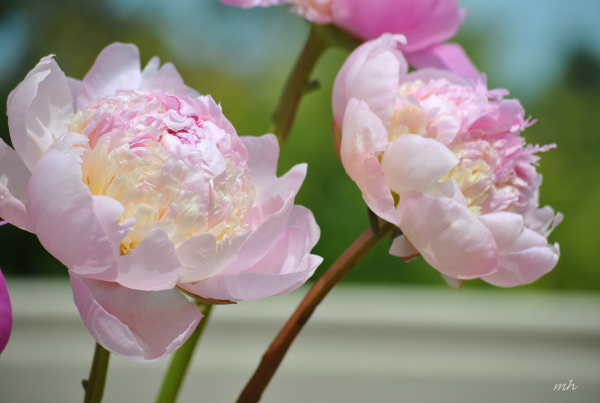 Tuổi Ngọ: Công việc: mọi việc thuận buồm xuôi gió. Tài vận: tài vận vượng phát, có thêm khoản thu. Tình cảm: chuyện tình cảm ngọt ngào, lãng mạn. Ảnh: hananhlinhflower.wordpress.com. 