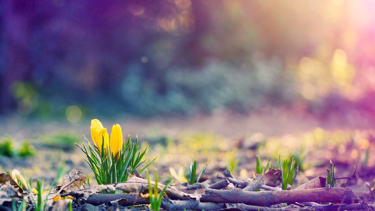 Tuổi Dần: Vận thế chung: 4.0 điểm. Sự nghiệp: 4.1 điểm. Tình cảm: 4.2 điểm. Tài vận: 4.0 điểm. Sức khỏe: 4.0 điểm. Sự nghiệp: đề phòng tiểu nhâm hãm hại. Tình cảm: cơ bản ổn định, không phát sinh chuyện ngoài ý muốn. Tài vận: cẩn thận trong quản lý tài chính để tránh rơi vào tình trạng thất thoát tiền nong, không nên bỏ tiền ra đầu tư. Sức khỏe: đề phòng trúng gió cảm lạnh. Quý nhân tuần này: tuổi Ngọ, tiểu nhân tuần này: tuổi Tý. Lời khuyên: nên sắp xếp lại mọi việc. Ảnh: hoithanh.com.