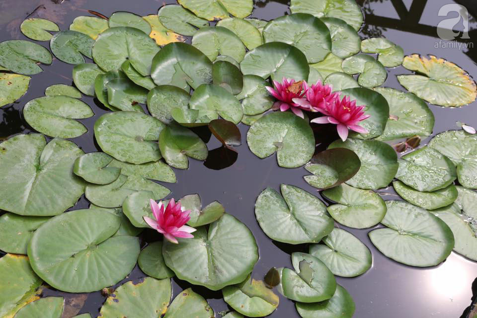 Tuổi Thân: Vận thế chung: 4.5 điểm. Sự nghiệp: 4.5 điểm. Tình cảm: 4.6 điểm. Tài vận: 4.5 điểm. Sức khỏe: 4.4 điểm. Sự nghiệp: có quý nhân phù trợ trong công việc. Tài vận: may mắn về tiền bạc, có thể bỏ tiền ra đầu tư. Tình cảm: chuyện tình cảm tốt đẹp. Sức khỏe: chú ý đến hệ tiêu hóa. Lời khuyên: nên giữ vệ sinh an toàn thực phẩm. Ảnh: image.obc.vn. 