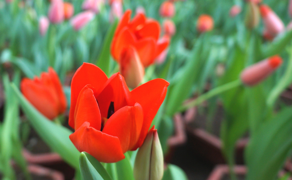 Tuổi Thìn: Vận thế chung: 4.8 điểm. Sự nghiệp: 4.7 điểm. Tình cảm: 4.5 điểm. Tài vận: 4.9 điểm. Sức khỏe: 4.3 điểm. Sự nghiệp: chuyển biến tốt đẹp. Tình cảm: chuyện tình cảm ổn định. Tài vận: nguồn thu chính đem lại những khoản thu lớn, xem xét kỹ lưỡng mới nên đầu tư. Sức khỏe : chú ý sức khỏe người già trẻ nhỏ trong gia đình. Quý nhân tuần này: tuổi Sửu, tiểu nhân tuần này: tuổi Hợi. Lời khuyên: sức khỏe là quan trọng nhất. Ảnh: dantri.com.vn.