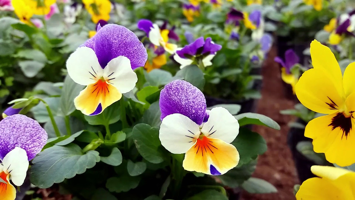 Tuổi Dậu: Vận thế chung: 4.4 điểm. Sự nghiệp: 4.4 điểm. Tình cảm: 4.4 điểm. Tài vận: 4.5 điểm. Sức khỏe: 4.2 điểm. Sự nghiệp: thuận buồm xuôi gió. Tài vận: nên biết nắm bắt cơ hội kiếm tiền. Tình cảm: tình cảm lứa đôi thắm thiết. Sức khỏe: chú ý đến sức khỏe người già trẻ nhỏ trong gia đình. Quý nhân tuần này: tuổi Dậu, tiểu nhân tuần này: tuổi Dần. Lời khuyên: sức khỏe là quan trọng nhất. Ảnh: youtube.com.