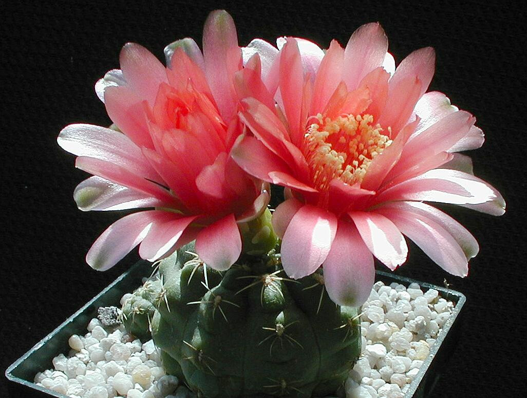 Tuổi Tỵ: Vận thế chung: 4.3 điểm. Sự nghiệp: 4.3 điểm. Tình cảm: 4.5 điểm. Tài vận: 4.4 điểm. Sức khỏe: 4.1 điểm. Sự nghiệp: công việc có biến động, cần điều chỉnh lại. Tài vận: nguồn thu chính tốt, nguồn thu phụ không an toàn, cần cẩn thận. Tình cảm: chú ý đến lời ăn tiếng nói. Sức khỏe: chú ý đến dạ dày. Quý nhân tuần này: tuổi Sửu, tiểu nhân tuần này: tuổi Dậu. Lời khuyên: đề phòng tiểu nhân đâm sau lưng. Ảnh: viettq.vn. 