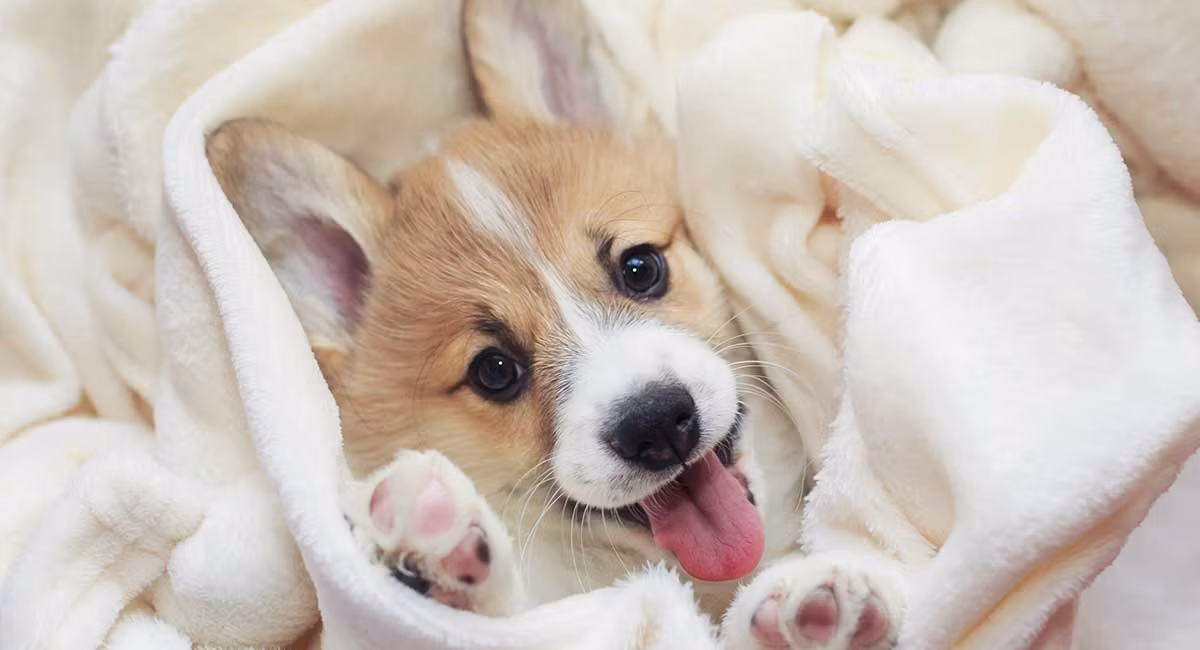 Tuổi Tuất không mưu mô, tính toán, rất hay lo lắng, giúp đỡ người khác. Thậm chí con giáp sẵn sàng hy sinh vì người khác. Vì vậy không có gì ngạc nhiên khi tuổi Tuất có nhiều mối quan hệ tốt, nhiều người mang ơn nghĩa sâu nặng.