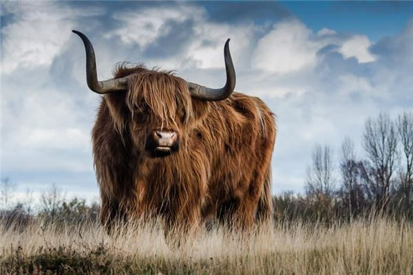 Đồng thời, tuổi Sửu rất chân thành với mọi người, tốt bụng và có nguyên tắc riêng trong cuộc sống. Con giáp không làm tổn thương đến ai, luôn giúp người khác trong khả năng có thể. Vì vậy tuổi Sửu không đặc biệt năng động nhưng luôn được mọi người yêu mến, tin tưởng, giao phó những vị trí quan trọng.