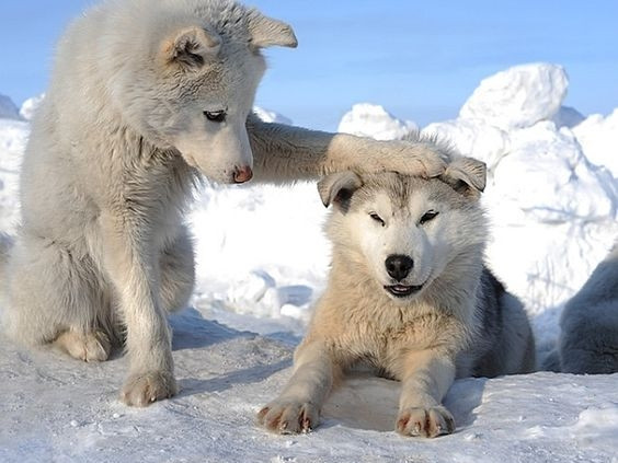 Tuổi Tuất gạt bỏ vui chơi, tập trung hết sức cho công việc nên hiệu quả lên cao. Cho đi sẽ nhận lại, hôm nay con giáp hào phóng chi tiêu cho mọi người, thu về cũng không ít.