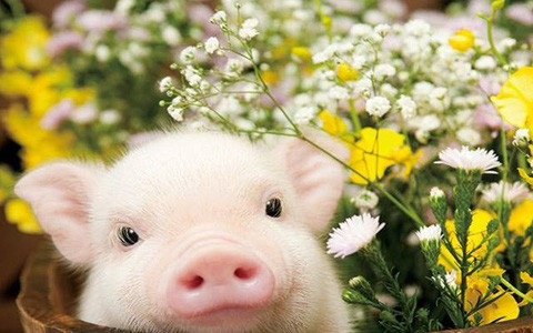 Tuổi Hợi buông bỏ những lời đàm tiếu, công việc sẽ có dấu ấn mới, được lãnh đạo ghi nhận, khiến đồng nghiệp nể trọng. Con giáp đừng quá tham lam trong đầu tư, vì lợi nhuận chỉ ở mức vừa phải, hãy hài lòng với những gì mình đã đạt được. (*Thông tin chỉ mang tính chất chiêm nghiệm, trắc nghiệm vui).