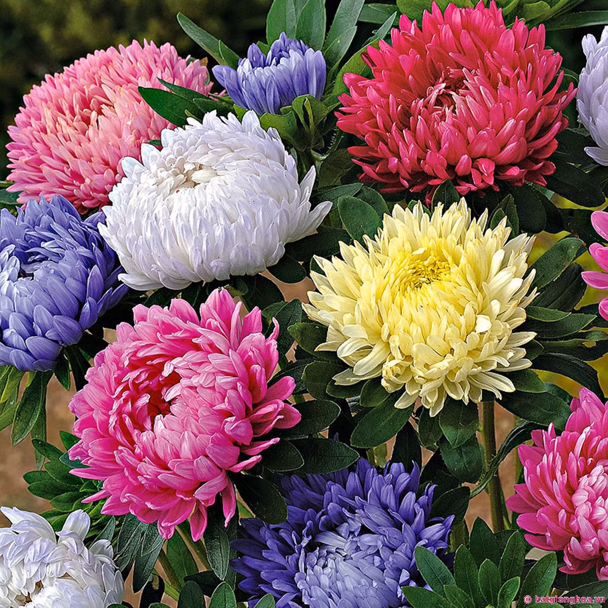 Tuổi Thìn: Người tuổi Thìn có một đầu óc vô cùng thông minh hơn nữa EQ của họ cũng rất cao. Ảnh: image.baidu.com.