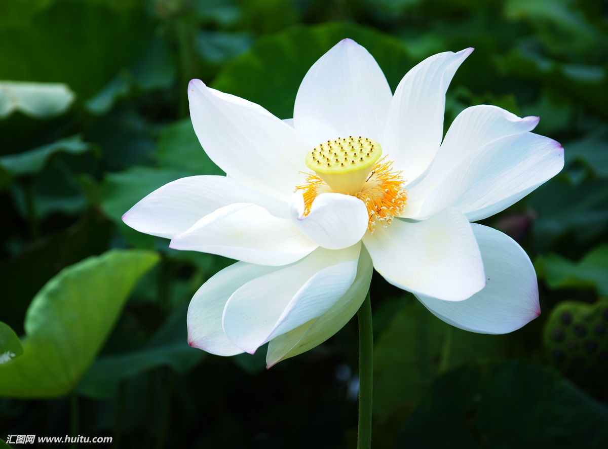 Tuổi Dần: Tuần này người tuổi Dần chịu nhiều áp lực về mặt tiền bạc và chịu nhiều sự cạnh tranh trong công việc. Đặc biệt, tuần này người tuổi Dần không nên quá miễn cưỡng trong tình cảm. Ngày đào hoa vượng phát: thứ tư, có cơ hội gặp được người trong mộng. Ngày tài vận vượng phát: thứ sáu, xuất hiện cơ hội cầu tài. Ngày xung kỵ: vận thế đi xuống, ngày dễ rơi vào tình trạng cạn kiệt tiền nong. Ảnh: baidu.com.