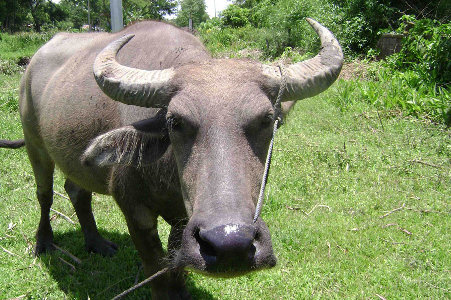 Thời gian 77 ngày tới, do được quý nhân phù trợ nên sự nghiệp của người tuổi Sửu hưng vượng, tài vận phát tài, tình cảm suôn sẻ, thuận lợi. Con giáp này liên tiếp nhận được tin vui về mọi mặt trong cuộc sống. Có thể nói đây là thời gian “Tam hỷ lâm môn” của người tuổi Sửu.