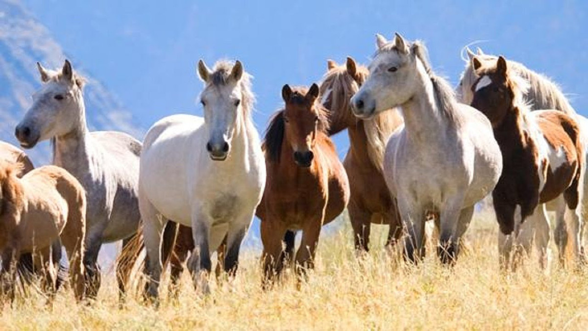 Nhưng trong thời gian 77 ngày tới, do có cát tinh “Thiên Hỷ” xuất hiện trong cung mệnh, nên mọi việc thuận buồm xuôi gió, các cơ hội may mắn liên tiếp đến với người tuổi Ngọ. Chỉ cần năm bắt được cơ hội, con giáp này không những thành công trong công việc mà thu nhập cũng tăng lên gấp ba, gấp bốn.