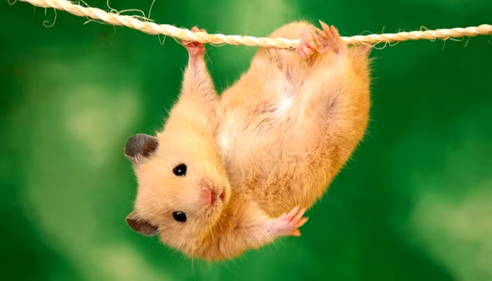 Tuổi Tý: Tài vận của người tuổi Tý thời gian trước đây không ổn định nên con giáp này gặp rất nhiều áp lực về kinh tế.