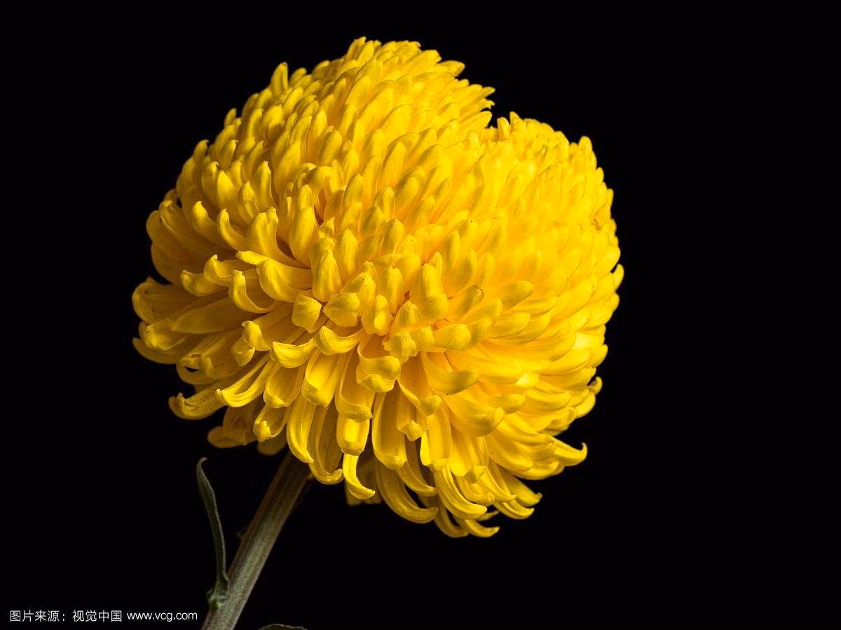 Tuổi Tỵ: Sự nghiệp: đề phòng tiểu nhân đâm sau lưng. Tình cảm: chuyện tình cảm cơ bản ổn định. Tài vận: không nên bỏ tiền ra đầu tư. Sức khỏe: lưu ý đến ruột, dạ dày. Quý nhân tuần này: tuổi Tỵ, tiểu nhân tuần này: tuổi Thìn. Lời khuyên: không nên tham gia đầu tư, mua sắm. Ảnh: baidu.com.