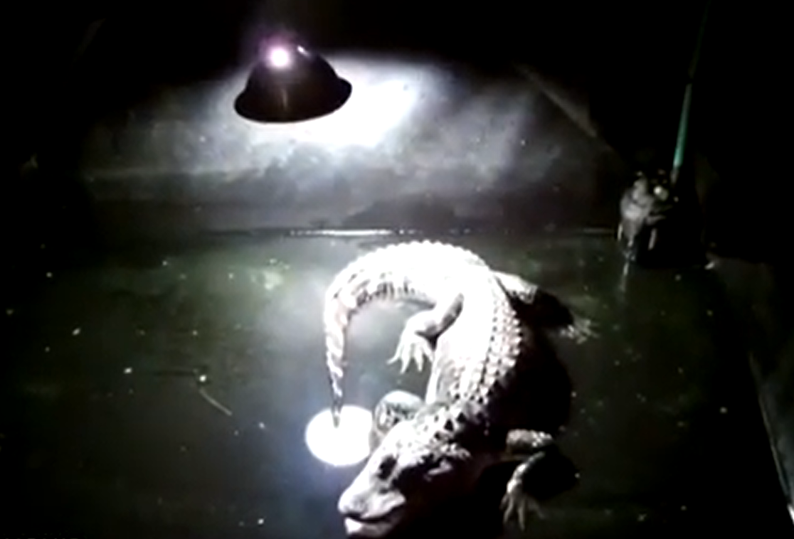 Khi lục lọi trong tầng hầm, anh ấy mong đợi sẽ tìm thấy một con nhện hoặc chuột gì đó, nhưng thứ mà anh ta tình cờ tìm thấy là một con cá sấu dài 1,8 mét, nặng 91 kg bị nhốt trong một chiếc lồng lớn dưới tầng hầm. Ảnh: @The Straits Times.