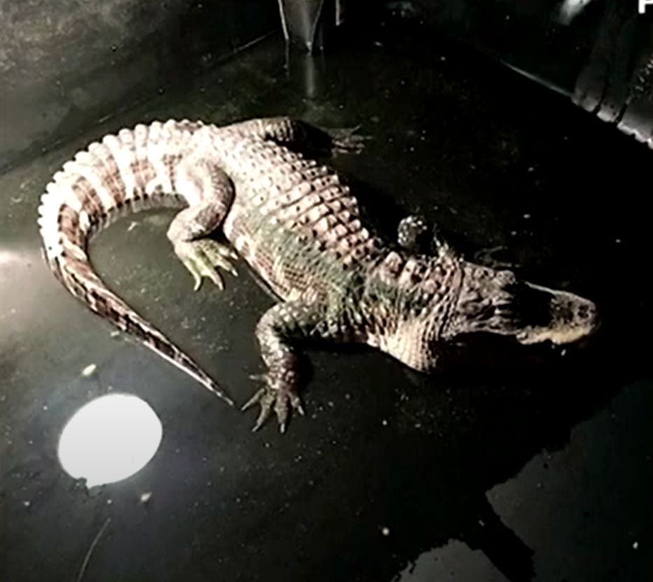 Trước khi phát hiện ra, con cá sấu đã bị nuôi nhốt trong 26 năm, được cho ăn chủ yếu là thịt gà sống. Ảnh: @The Straits Times.
