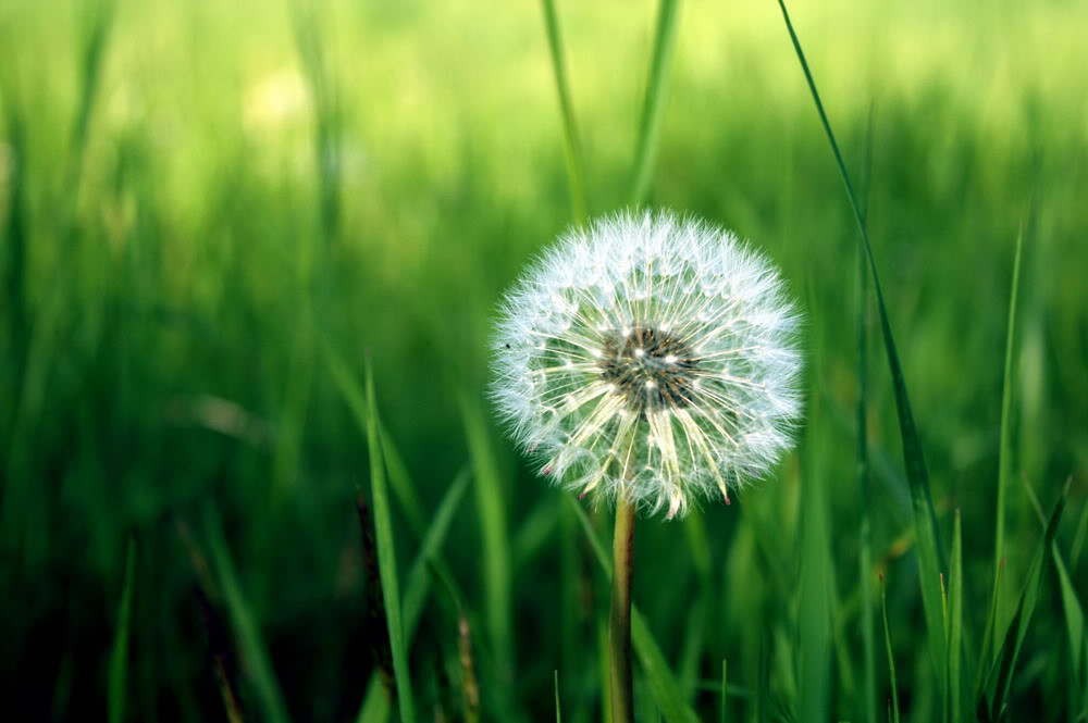 Tuổi Dần: Người tuổi Dần luôn thành tâm đối đãi mọi người, bạn bè thường rất quý mến tích cách phóng khoáng, hào sảng của con giáp này. Đặc biệt, người tuổi Dần luôn vì tương lai mà cố gắng phấn đấu. Ảnh: baidu.com.