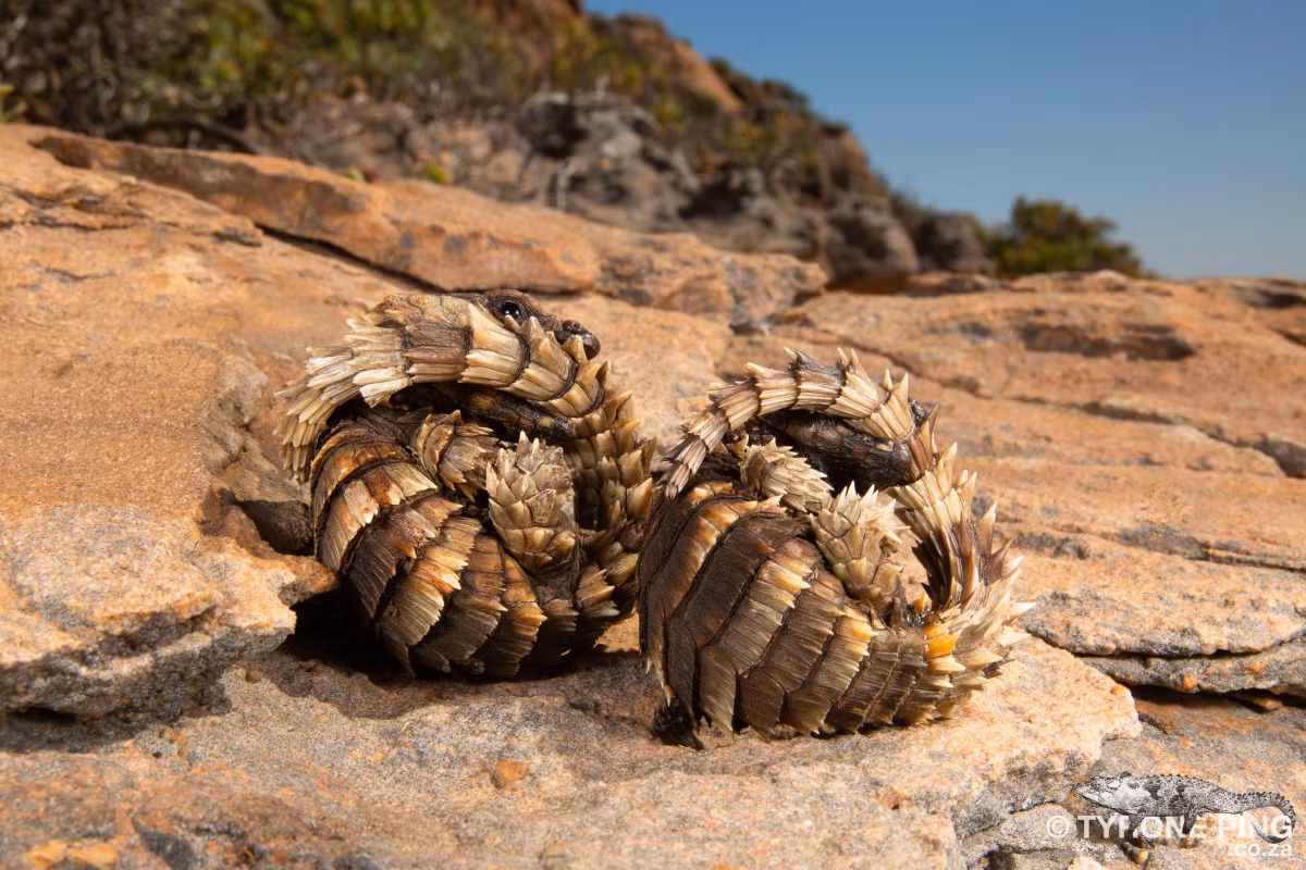 Thằn lằn có vây tatu Ouroborus cataphractus không được phép xuất khẩu từ Nam Phi nếu không có giấy tờ phù hợp, nhưng chúng được cho là vẫn bị buôn bán trái phép ra khỏi lục địa này để đến Mỹ, nơi chúng được bán làm thú cưng. Ảnh: @Tyrone Ping.