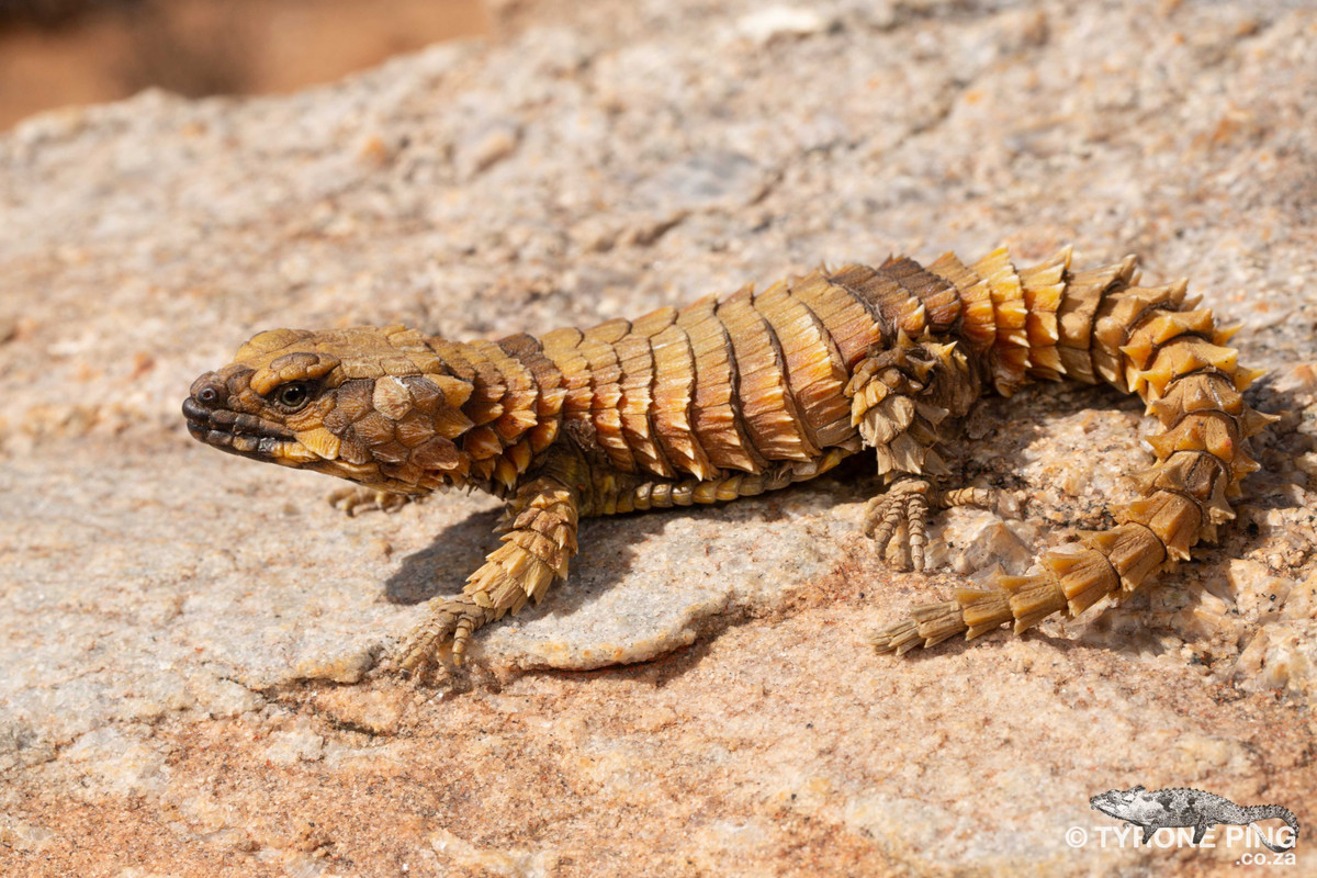 Ouroborus cataphractus là cái tên hoàn hảo dành cho những sinh vật nhỏ bé quyến rũ này. Ảnh: @Tyrone Ping.