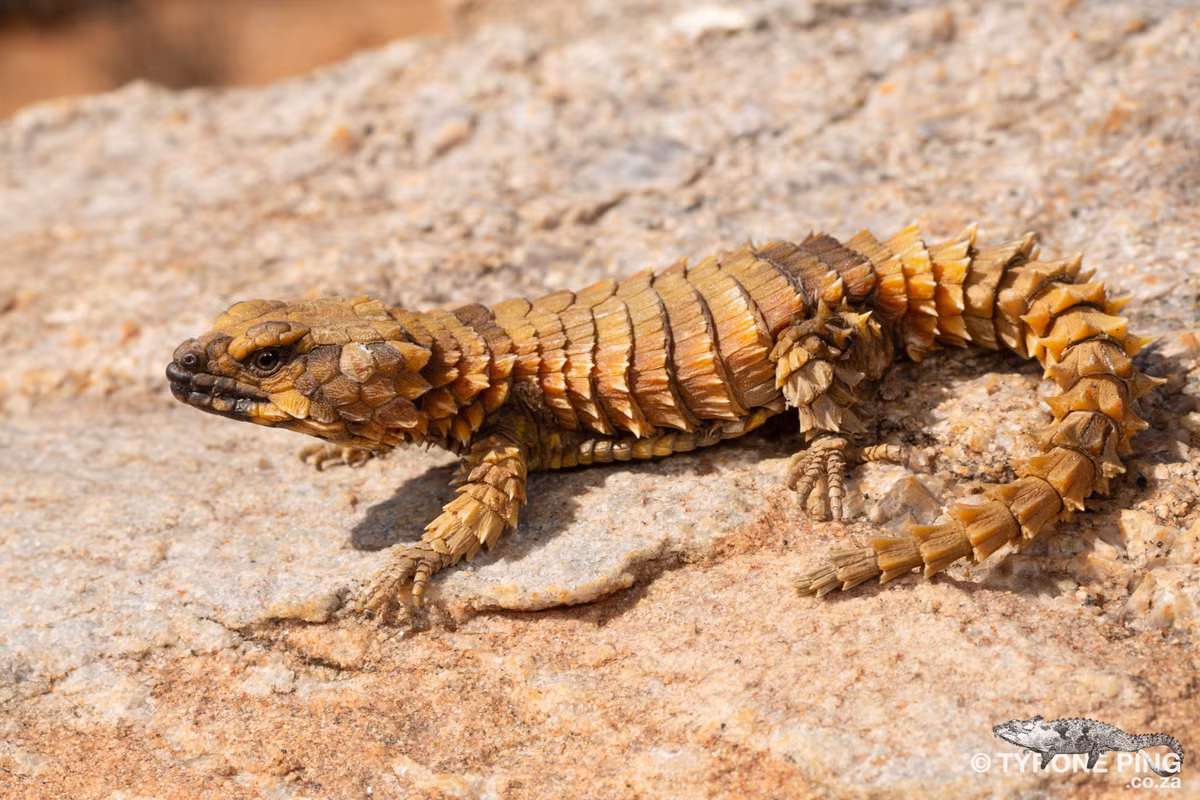 Ouroborus cataphractus là cái tên hoàn hảo dành cho những sinh vật nhỏ bé quyến rũ này. Ảnh: @Tyrone Ping.