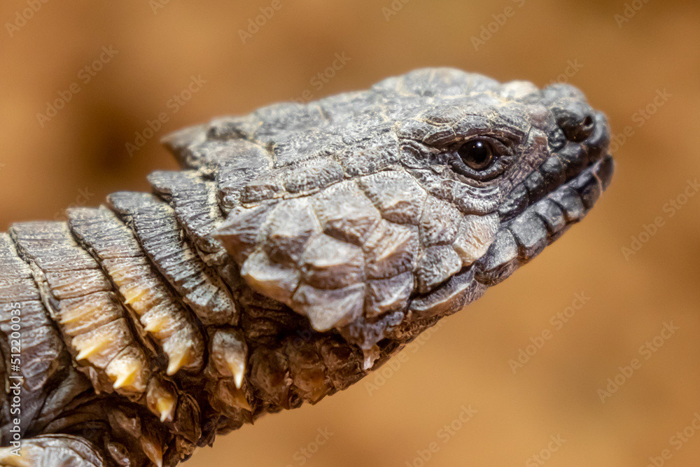 Bộ vảy giống như áo giáp là đặc điểm nổi bật nhất của loài thằn lằn này, giúp bảo vệ chúng khỏi những kẻ săn mồi khắc nghiệt, bụi bặm ở bờ biển phía tây Nam Phi. Ảnh: @Adobe Stock.