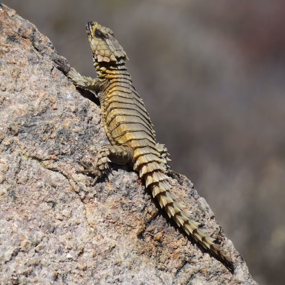 Nó được biết đến với một số tên gọi khác nhau, bao gồm thằn lằn tatu, thằn lằn đuôi gai tatu và thằn lằn tatu vàng – mặc dù tên khoa học của chúng là Ouroborus cataphractus. Ảnh: @Wikipedia.