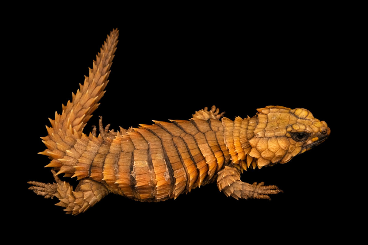 Còn cái tên loài "cataphractus" bắt nguồn từ tiếng Hy Lạp "κατάφρακτος" (kataphraktos), có nghĩa là "được bọc thép" hoặc "được che phủ". Ảnh: @Joel Sartore.