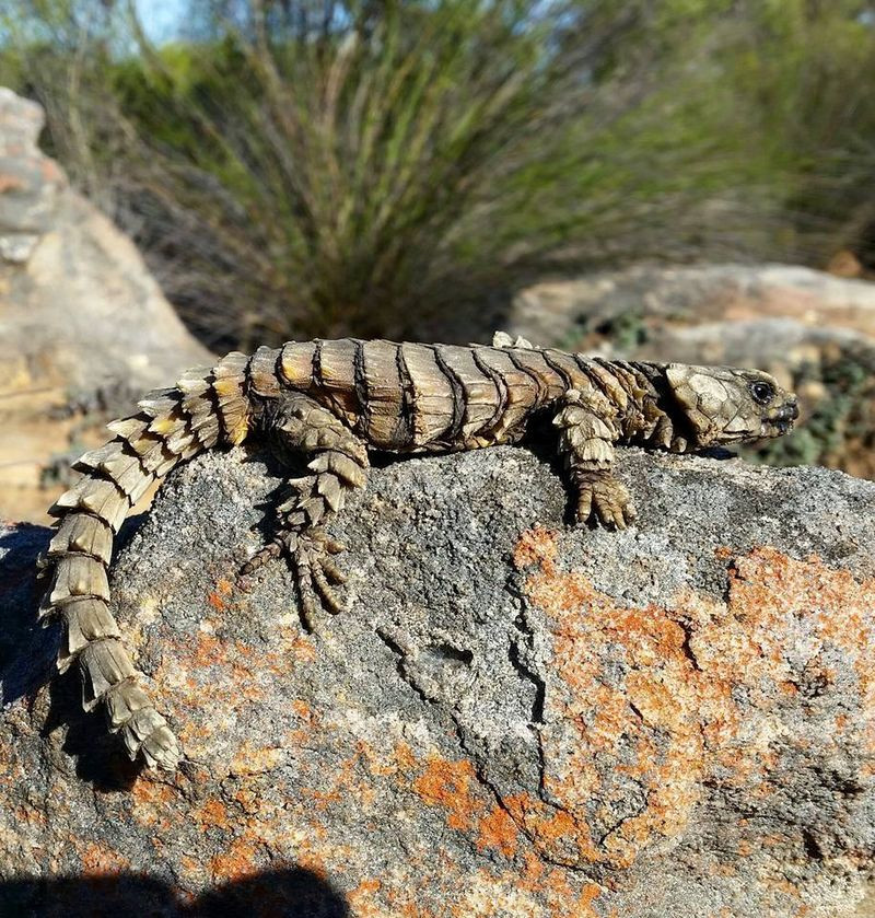 Thằn lằn Ouroborus cataphractus thường ẩn náu trong các khe nứt của vách đá, nơi chúng sống theo nhóm lớn từ 30 đến 60 cá thể, chỉ ra ngoài để săn côn trùng và tắm nắng. Ảnh: @Wikimedia Commons.