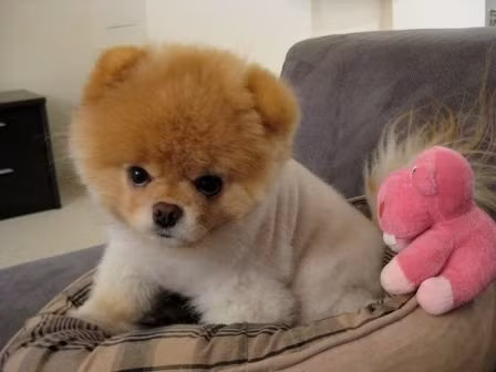 Đây là khởi đầu tốt cho năm mới của tuổi Tuất, tuy nhiên bạn cần chú ý giải quyết tốt mối quan hệ với người xung quanh, không nên quá đắc ý mà ảnh hưởng tới công việc sau này.