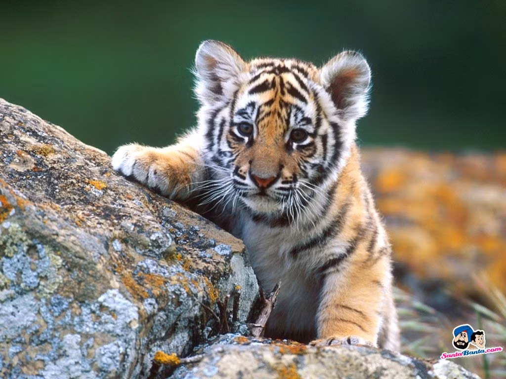  Tuổi Dần: Tình ái thăng hoa, đỏ tình đỏ vận giúp họ có một bầu không khí làm việc rất tích cực. Thu nhập đầu tư có chiếu hướng tăng lên không ngừng giúp bạn làm chủ tài chính. Cuối giờ làm, hãy thư giãn, hẹn hò. Có khả năng con giáp này sẽ gặp được nửa kia như ý.