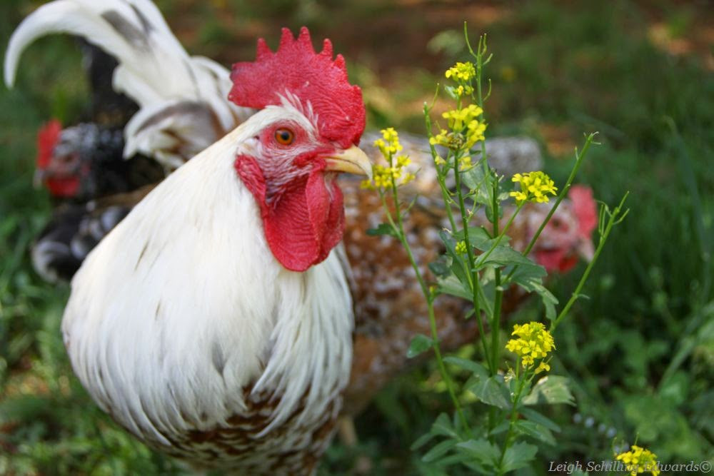  Tuổi Dậu: Dự đoán ngày mới tử vi 12 con giáp khuyên nhủ bạn cần cảnh giác với mọi dự án, hạng mục mới. Công việc bị quá tải, tài chính hao hụt nặng nề, sức khỏe suy giảm. Bạn giận cá chém thớt với nửa kia liên tục và không thể tìm thấy bất kỳ manh mối hữu ích nào vì quá bức bối.