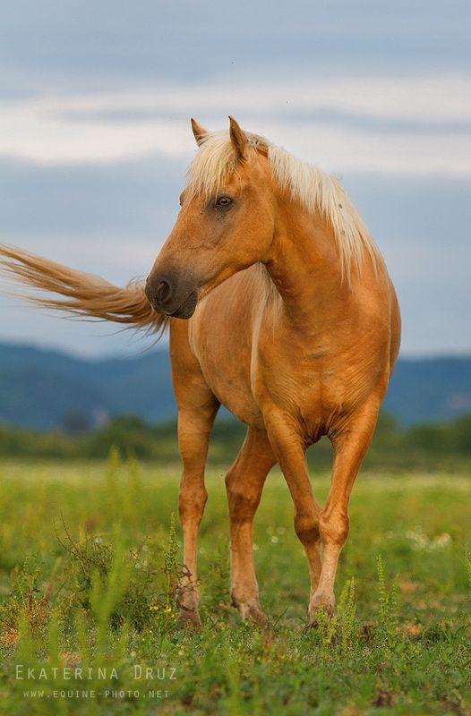  Tuổi Ngọ: Dự đoán ngày mới tử vi 12 con giáp cảnh cáo, vận may sụt giảm, tình ái lao dốc, sự nghiệp đầy ắp cạm bẫy là điều bạn phải chấp nhận trong 24 giờ tới. Nội tâm mâu thuẫn khiến bạn tự giam mình trong 4 bức tường của sợ hãi, tự ái và tự ti. May sao sức khỏe tốt nên muốn thoát ra khỏi vũng lầy, bạn phải tự đứng lên.