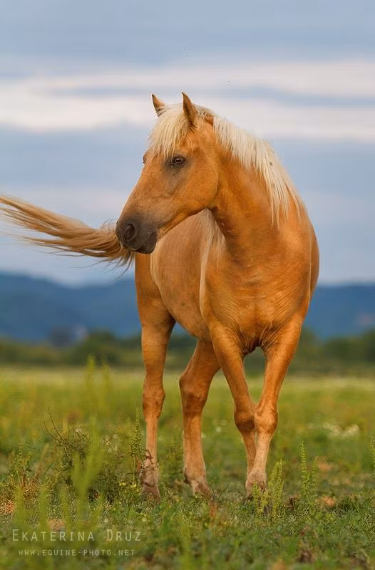  Tuổi Ngọ: Dự đoán ngày mới tử vi 12 con giáp cảnh cáo, vận may sụt giảm, tình ái lao dốc, sự nghiệp đầy ắp cạm bẫy là điều bạn phải chấp nhận trong 24 giờ tới. Nội tâm mâu thuẫn khiến bạn tự giam mình trong 4 bức tường của sợ hãi, tự ái và tự ti. May sao sức khỏe tốt nên muốn thoát ra khỏi vũng lầy, bạn phải tự đứng lên.