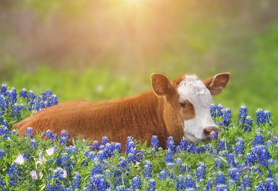 Du doan ngay moi 28/5/2020 cho 12 con giap-Hinh-2