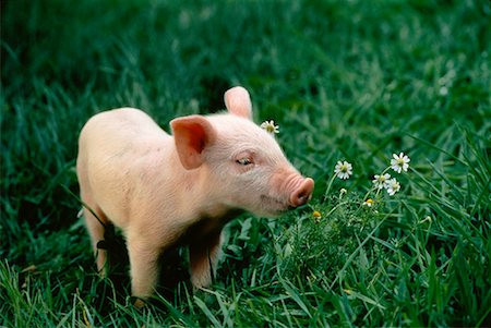 Tuổi Hợi tuần này chăm chỉ làm việc và mang lại kết quả tốt, chỉ cần chú ý cân bằng sức khoẻ. Tài lộc tuần này rất tốt, con giáp chỉ cần kiểm soát chi tiêu trong ngày thứ 4, thứ 5. (*Thông tin chỉ mang tính chất chiêm nghiệm, trắc nghiệm vui).