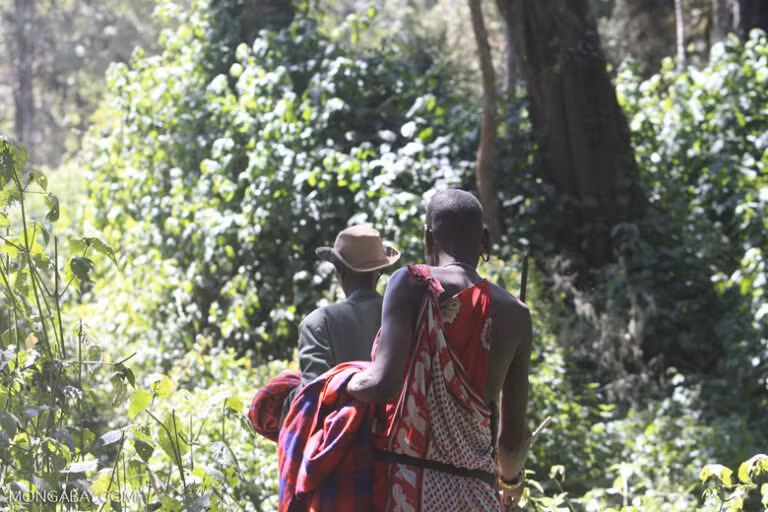 Cần phải dùng phương pháp cacbon phóng xạ thêm nữa để xác nhận tuổi của nó, nhưng chỉ cần nhìn vào cây, có thể thấy rõ ràng là chúng đã tồn tại trong một thời gian dài. Các trụ rễ vươn cao tới 15 mét, cho đến tận cành đầu tiên của cây. Ảnh: @Andrea Bianchi.