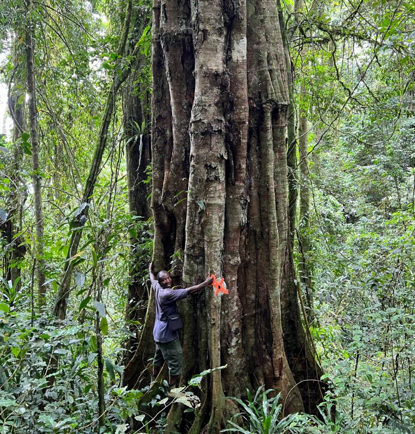 Vỏ cây màu xám, nâu nhạt, rễ cây cao chót vót, lá có lông màu nâu và hoa có mùi thơm ngọt ngào thách thức mọi phân loại khoa học. Ảnh: @Andrea Bianchi.