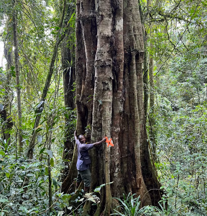 Vỏ cây màu xám, nâu nhạt, rễ cây cao chót vót, lá có lông màu nâu và hoa có mùi thơm ngọt ngào thách thức mọi phân loại khoa học. Ảnh: @Andrea Bianchi.