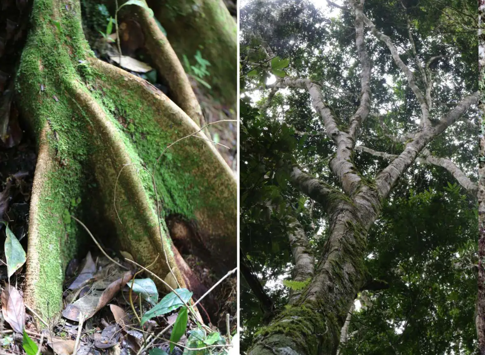 Cây được đặt tên là Tessmannia princeps, princeps bắt nguồn từ thuật ngữ tiếng Latin có nghĩa là "nổi tiếng nhất", vì cách cây này mọc cao hơn phần còn lại của các tán rừng mưa nhiệt đới xung quanh. Ảnh: @Andrea Bianchi.