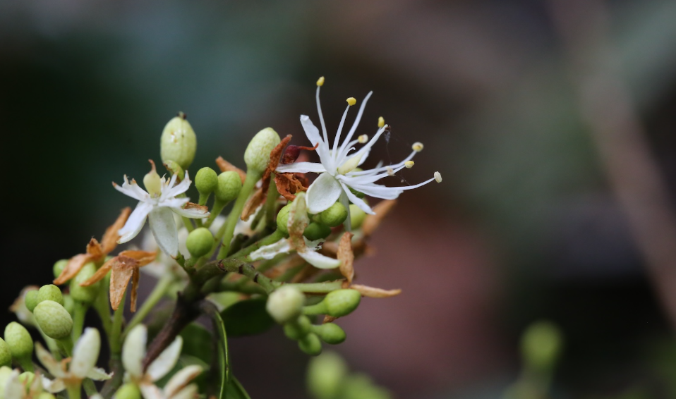 Bằng các phương pháp nghiên cứu thực nghiệm dựa trên số vòng gỗ trong lõi cây, tác giả nghiên cứu Andrea Bianchi chia sẻ, tuổi của những loài cây lớn này vào khoảng 2.000 - 3.000 năm. Ảnh: @Andrea Bianchi.