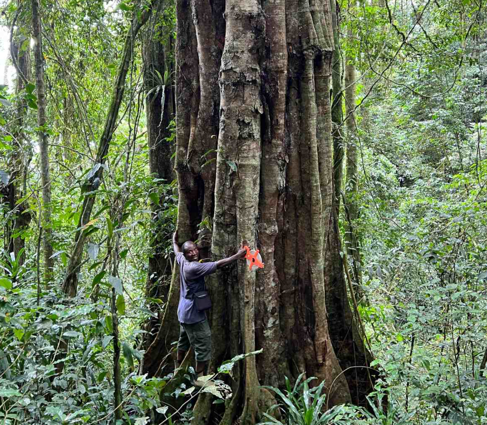 Khi nhóm phát hiện ra một Cây Tessmannia princeps tương tự đã ngã xuống, họ đếm được 12 đến 15 vòng chỉ trong một centimet gỗ lấy từ lõi của nó. Ảnh: @Andrea Bianchi.