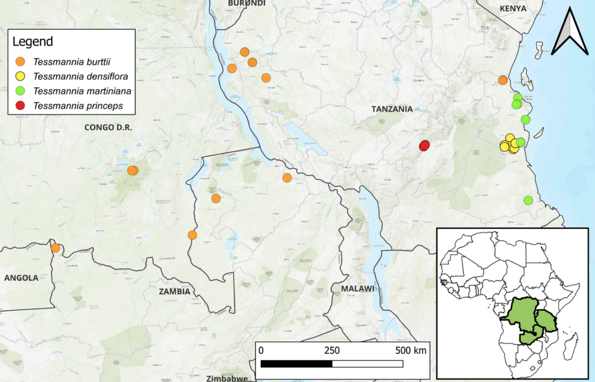 Theo đó, loài cây mới này được phát hiện trong khu rừng mưa nhiệt đới của dãy núi Udzungwa trong quá trình khảo sát thực địa. Ảnh: @Phytotaxa.