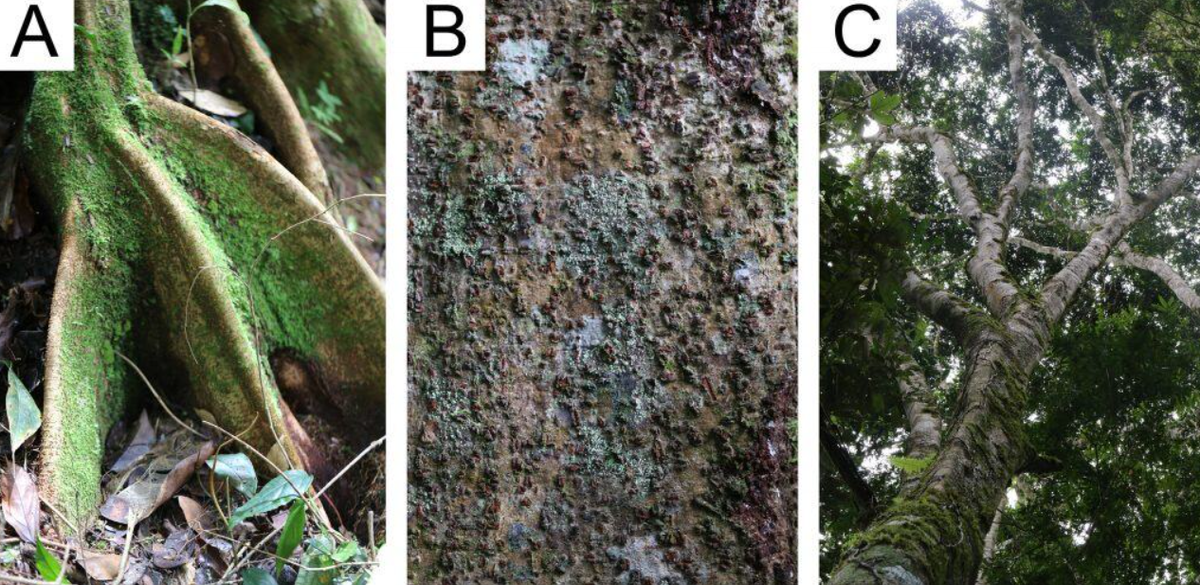 Dù chiều cao và chiều rộng của Cây Tessmannia princeps đủ để khiến chúng ta ấn tượng, nhưng hóa ra không chỉ có vậy, mà loài cây mới này cũng có thể sống rất lâu. Ảnh: @Andrea Bianchi.
