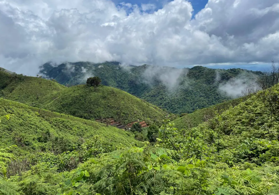 Những cây cổ thụ như thế này cung cấp nhiều dịch vụ hệ sinh thái, bao gồm bóng râm, lưu trữ carbon và môi trường sống cho các thực vật và động vật khác. Tuy nhiên, chúng là một số loài thực vật đang bị đe dọa nhiều nhất trong thời đại của chúng ta. Ảnh: @Andrea Bianchi.