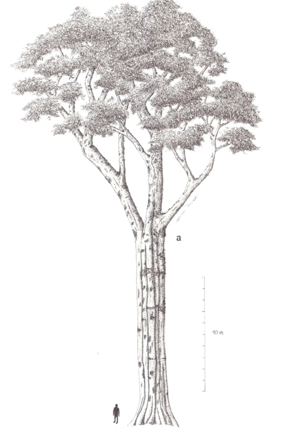 Cây Tessmannia princeps cao khoảng 35 đến 40 mét. Chắc chắn, nó không cao bằng cây cao nhất thế giới, nhưng nó đáng chú ý vì đặc điểm này. Đó là kết cấu của cây khá chắc nịch, với thân cây có đường kính lên tới 2,7 mét. Ảnh: @Andrea Bianchi.