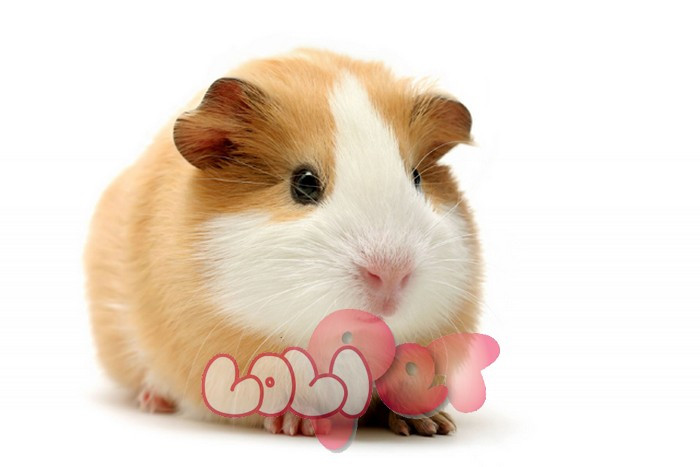 Tuổi Tý: Người tuổi Tý cẩn thận, làm việc gì cũng hết sức tỉ mỉ, đưa ra quyết định gì đều suy nghĩ tính toán kỹ càng nhưng trong thời gian tháng 8, do bị tiểu nhân đặt điều thị phi nên gặp nhiều khó khăn trong cuộc sống, công việc, tình cảm.