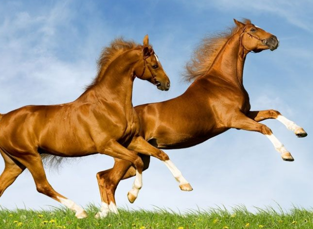 Tuổi Ngọ chú ý sức khỏe, có thể say nắng, chóng mặt khi ra ngoài. Giữ không khí hòa thuận nơi làm việc, con giáp có một ngày hiệu quả tăng cao. Tuy nhiên tài lộc đang không mỉm cười, tuổi Ngọ không nên đầu tư hôm nay.