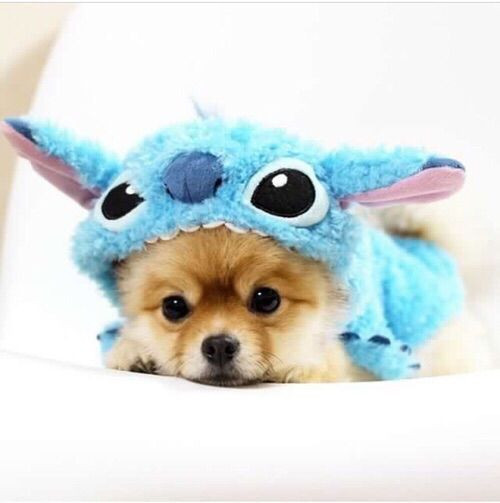 Tuổi Tuất chủ động học cách hiểu người khác, nhẫn nại và giảm bớt mâu thuẫn, công việc sẽ thu lại kết quả tốt đẹp. Luôn học hỏi và cải tiến cách thức kinh doanh, khả năng kiếm tiền của con giáp ngày càng tốt.