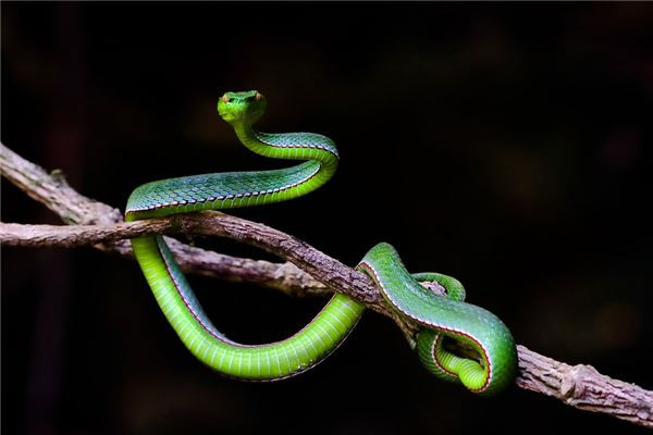 Tuổi Tỵ cần chủ động tích cực làm việc, không thể để cảm xúc thất thường ảnh hưởng đến tiến độ. May mắn hôm nay con giáp gặp được những người cùng chí hướng nên tài lộc lên cao.